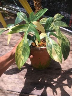 (Category: ) located in . Submitted by plantaeara (Listing ID 1144678132, Image 1). Description: .