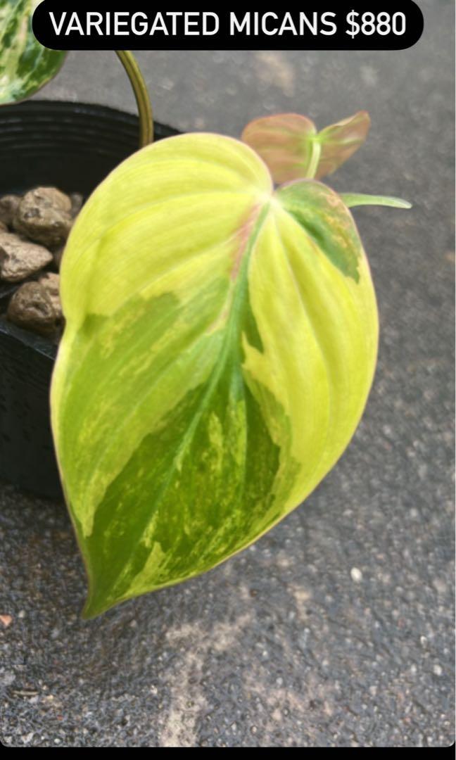 Philodendron Micans Variegata Furniture Home Living Gardening Plants Seeds On Carousell