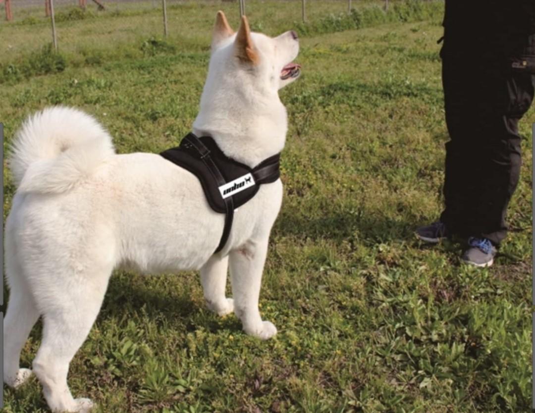 Unho dog harness discount