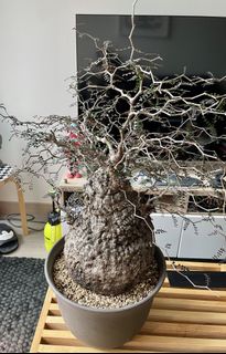 （分類：）位於 。 由 kawdex 提交（商品編號 1144925247，圖片 1）。簡介： 。