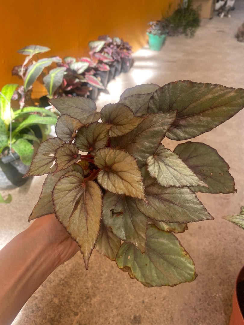 begonia maori haze, Furniture & Home Living, Gardening, Plants & Seeds ...