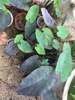 (Category: ) located in . Submitted by cage.plants.studio (Listing ID 1144900685, Image 1). Description: .