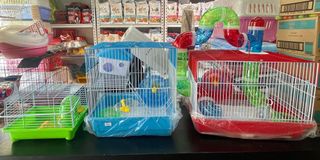 (Category: ) located in . Submitted by pets.r.us.manila (Listing ID 1144856719, Image 1). Description: .