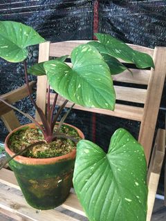 (Category: ) located in . Submitted by plantaeara (Listing ID 1144979555, Image 1). Description: .