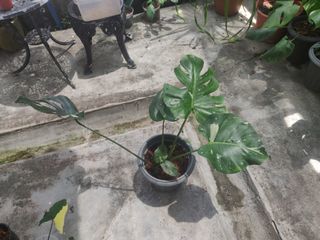 (Category: ) located in . Submitted by deelokna (Listing ID 1144891084, Image 1). Description: .