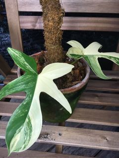 (Category: ) located in . Submitted by plantaeara (Listing ID 1144978042, Image 1). Description: .