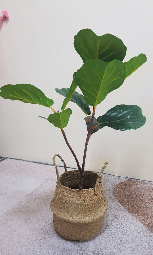 Pokok Hiasan (Fiddle Fig - 80 cm), Furniture & Home Living, Gardening