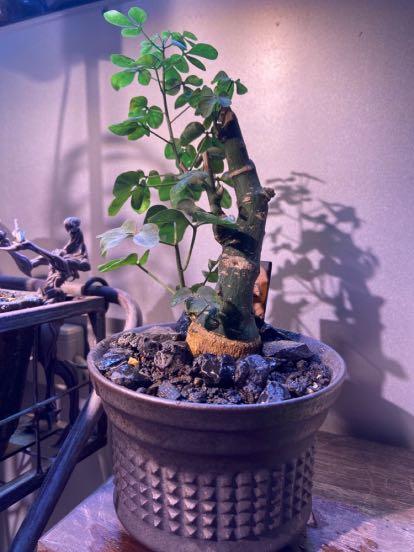 塊根植物 低木腺蔓 傢俬 家居 園藝 植物及種子 Carousell