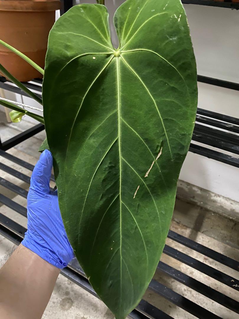 Anthurium esmeralda, Furniture & Home Living, Gardening, Plants & Seeds