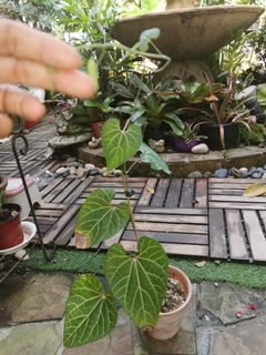 (Category: ) located in . Submitted by broms (Listing ID 1145084433, Image 1). Description: .