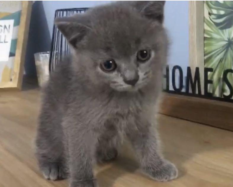 Preloved british shorthair sales