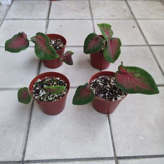 (Category: ) located in . Submitted by emgyy (Listing ID 1145226852, Image 1). Description: .