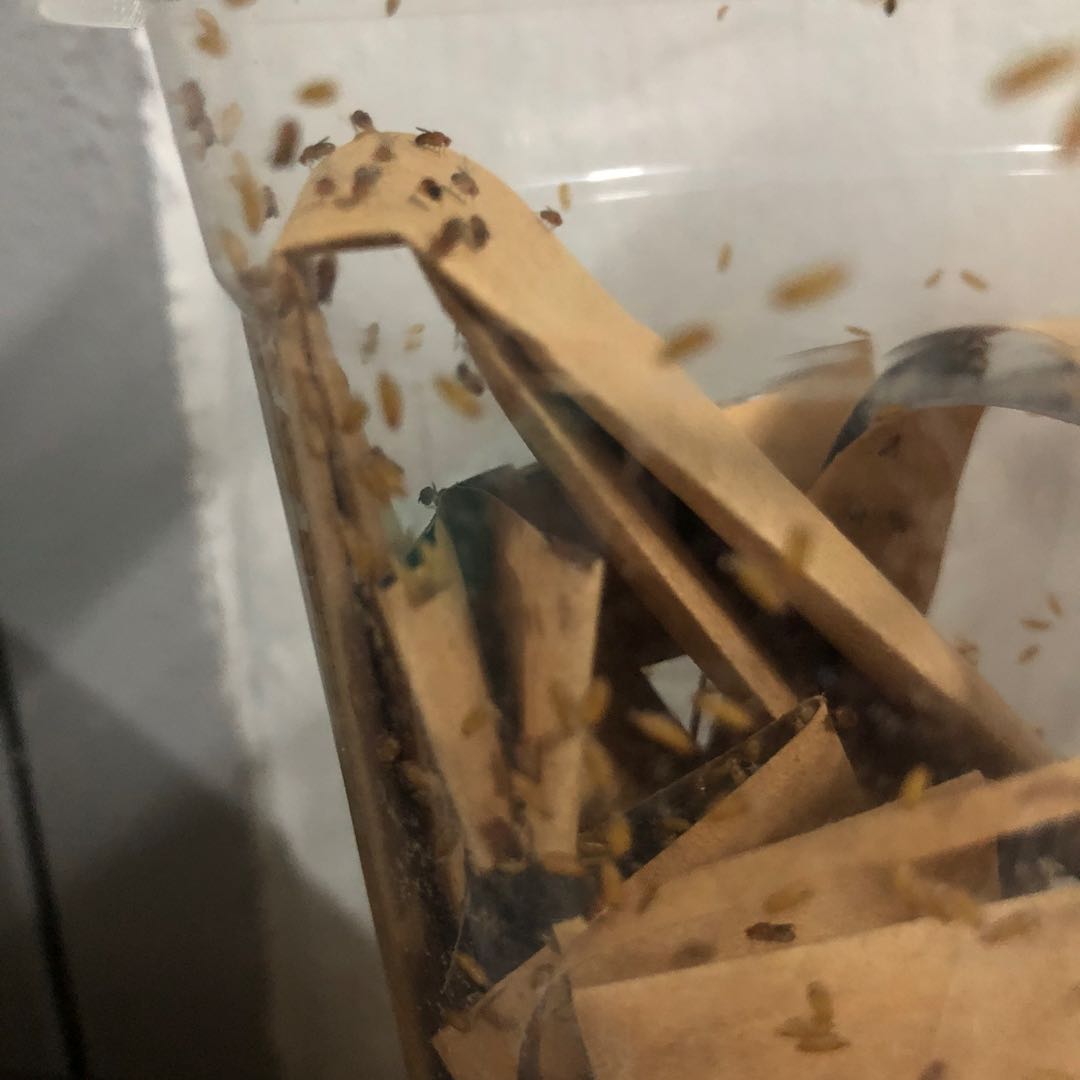 Flightless Fruit Flies culture, Pet Supplies, Pet Food on Carousell