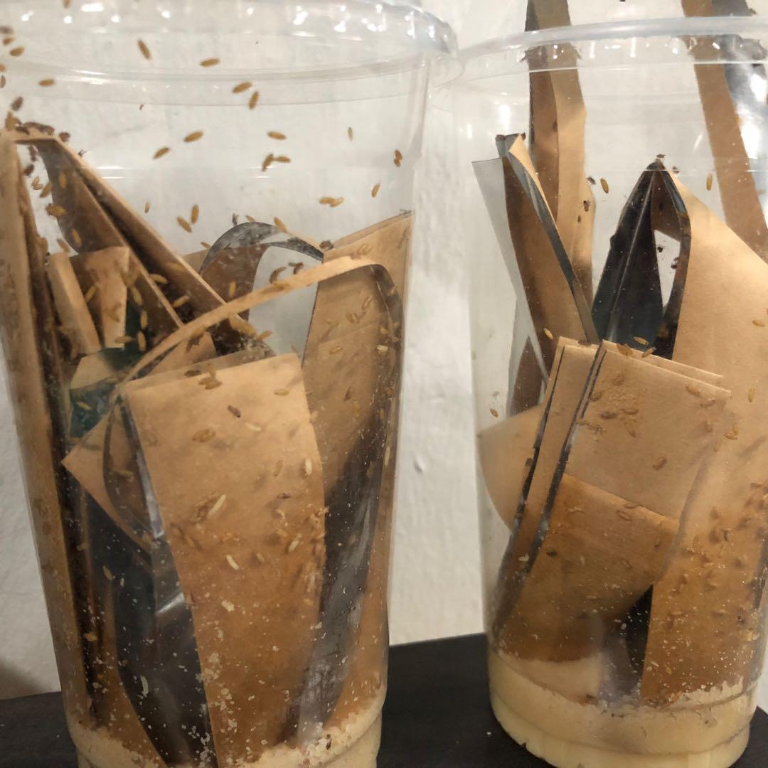 Flightless Fruit Flies culture, Pet Supplies, Pet Food on Carousell