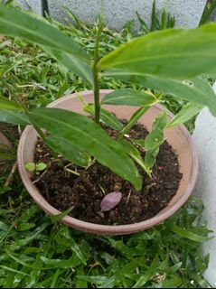 (Category: ) located in . Submitted by herb_garden (Listing ID 1142434427, Image 1). Description: .
