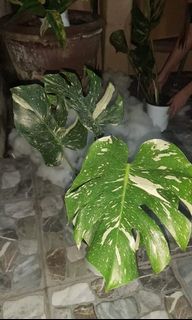 (Category: ) located in . Submitted by planttalkph (Listing ID 1145217283, Image 1). Description: .