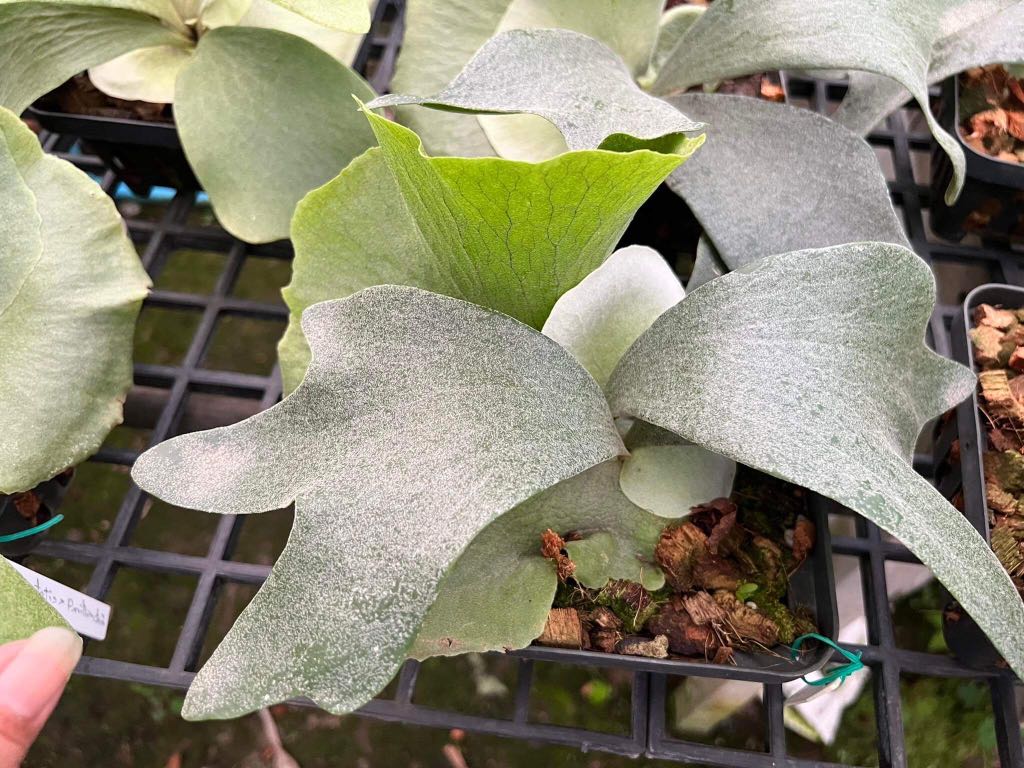 純正半額 引き取り限定P.×siamense Silver Velvet (TC) juleacapulco.com