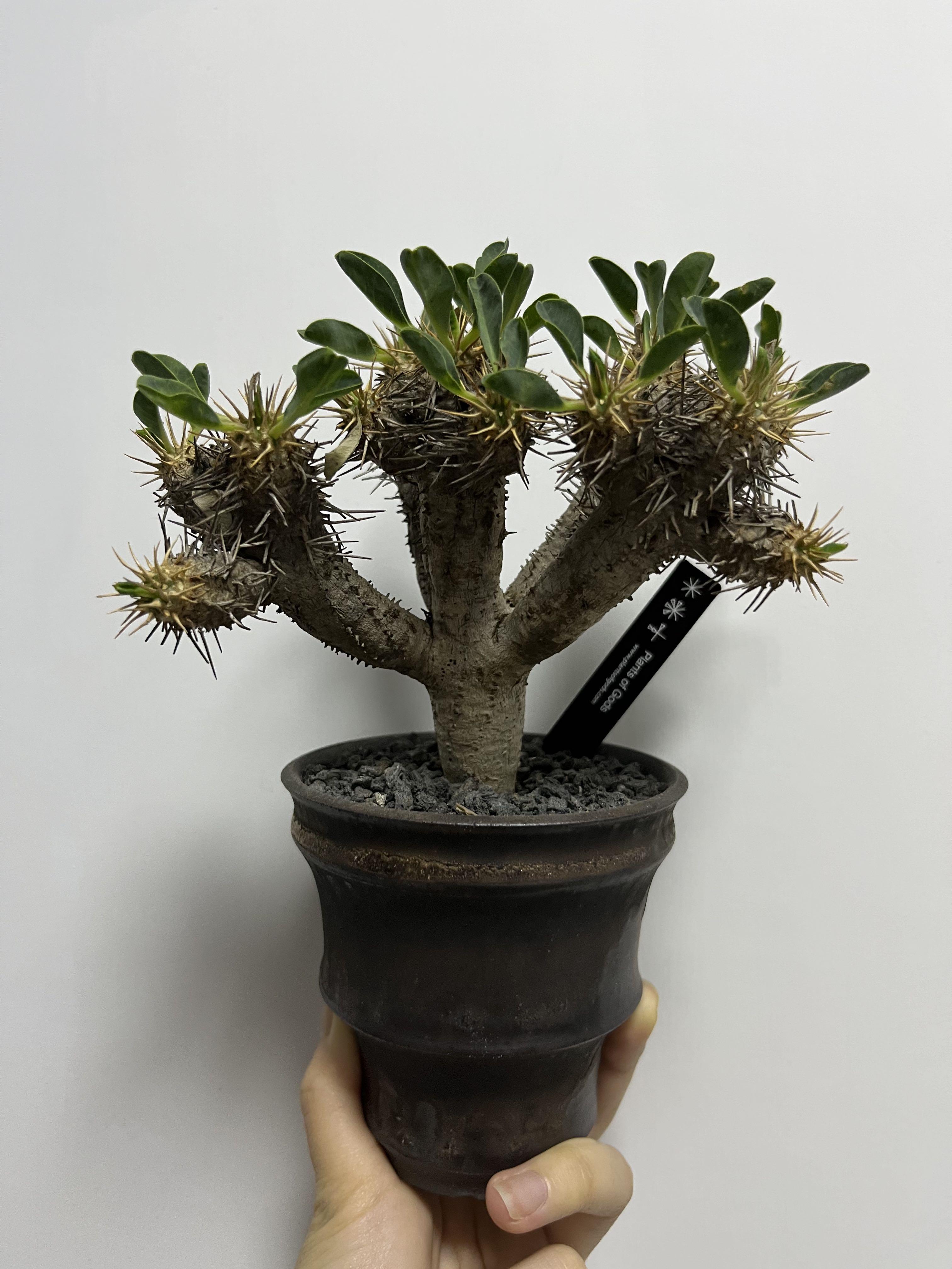 塊根植物鬼棲閣 傢俬 家居 園藝 植物及種子 Carousell