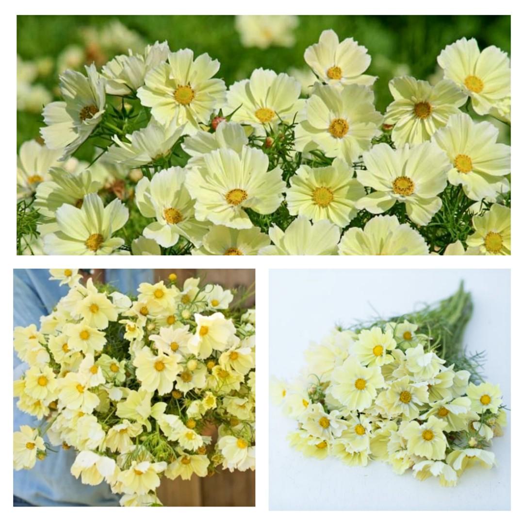 種子 大花波斯菊黃色5粒 傢俬 家居 園藝 植物及種子 Carousell