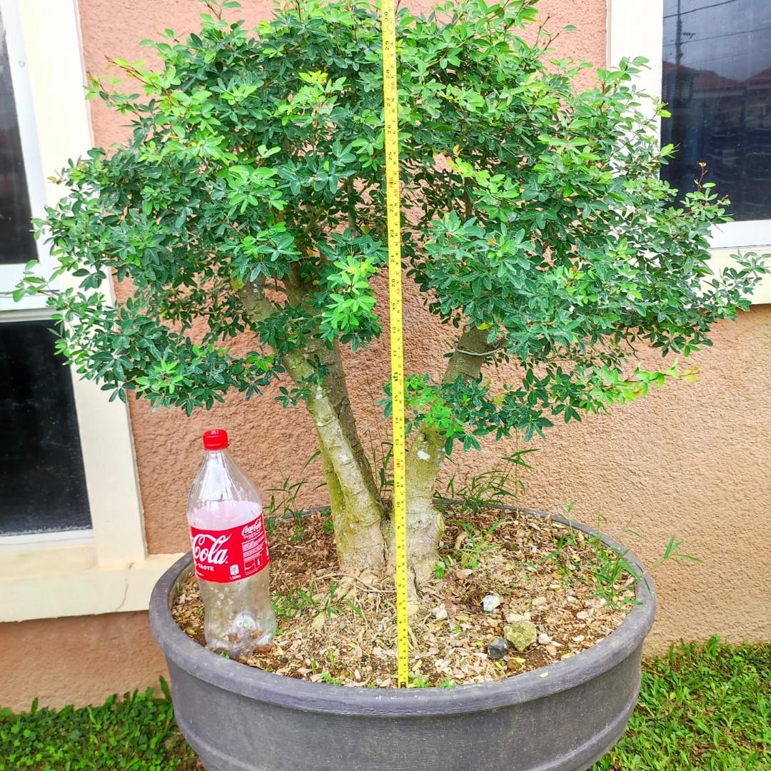 Camachile Bonsai Negotiable Price Furniture Home Living Gardening Plants Seeds On Carousell