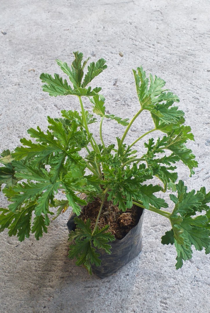 Citronella Malvarosa, Furniture & Home Living, Gardening, Plants