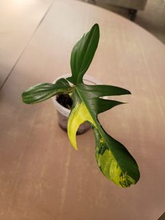 (Category: ) located in . Submitted by bc.garden (Listing ID 1145272287, Image 1). Description: .