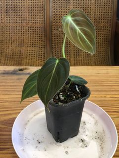 （分類：）位於 。 由 shyboy925 提交（商品編號 1145284278，圖片 1）。簡介： 。