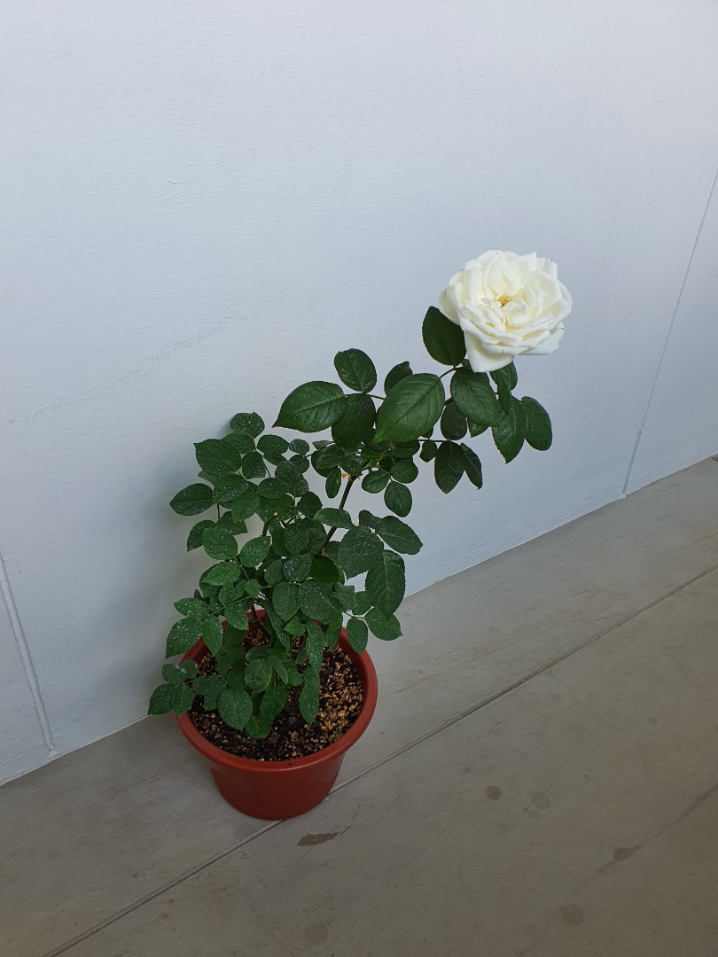 Rose plant for sale, Furniture & Home Living, Gardening, Plants