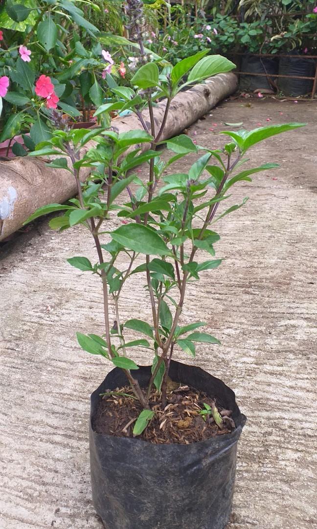 Thai Basil (Category: Plants & Seeds) located in Imus. Submitted by reghailiv09 (Listing ID 1145385575, Image 1). Description: For Sale! CULINARY HERBS & MEDICINAL PLANTS (50 each) Sweet Basil Holy Basil Thai Basil Thyme Italian Oregano Tarragon Cilantro (Wansoy) Dog Fennel Celery Parsley (Flat) Parsley (Curly) Lemon Balm Peppermint Lemon Mint Java Mint Chocomint Apple Mint Gotu Kola Stevia Dill Green tea Damong Maria Sawtooth Coriander Onion chi