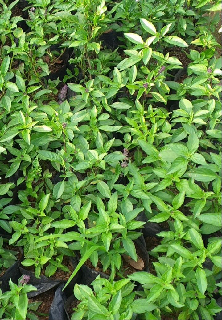 Thai Basil (Category: Plants & Seeds) located in Imus. Submitted by reghailiv09 (Listing ID 1145385575, Image 2). Description: For Sale! CULINARY HERBS & MEDICINAL PLANTS (50 each) Sweet Basil Holy Basil Thai Basil Thyme Italian Oregano Tarragon Cilantro (Wansoy) Dog Fennel Celery Parsley (Flat) Parsley (Curly) Lemon Balm Peppermint Lemon Mint Java Mint Chocomint Apple Mint Gotu Kola Stevia Dill Green tea Damong Maria Sawtooth Coriander Onion chi