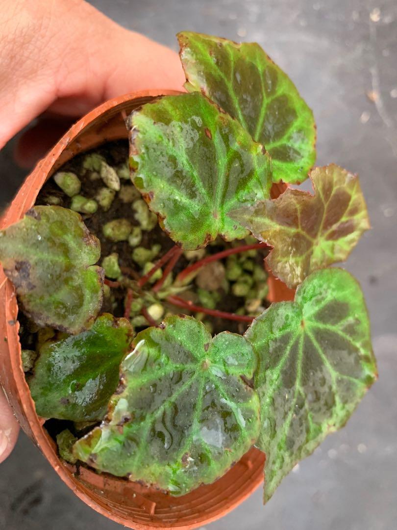 Begonia Sp Sumatra Miniature Furniture Home Living Gardening Plants Seeds On Carousell