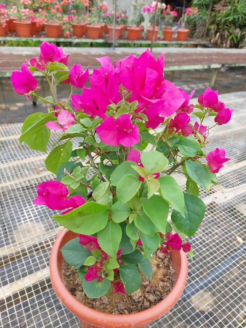 Bougainvillea, Furniture & Home Living, Gardening, Plants & Seeds on ...