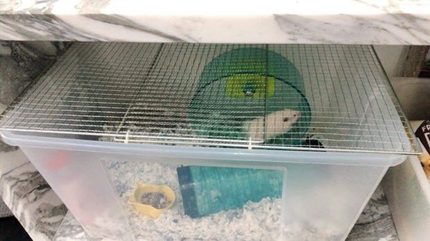 Hamster bin online cage without lid