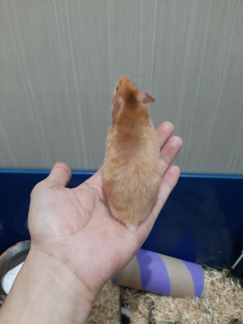 Hamster syrian satin short hair Perlengkapan Hewan Aksesoris