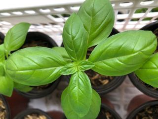 (Category: ) located in . Submitted by urbangardener (Listing ID 1145243745, Image 1). Description: .