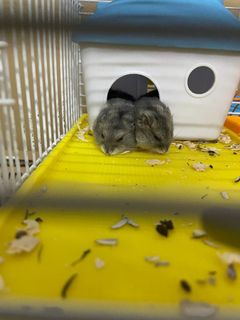 (Category: ) located in . Submitted by hasnhh (Listing ID 1145564850, Image 1). Description: .