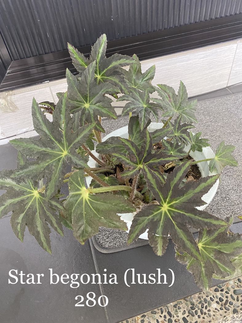Star begonia, Furniture & Home Living, Gardening, Plants & Seeds on