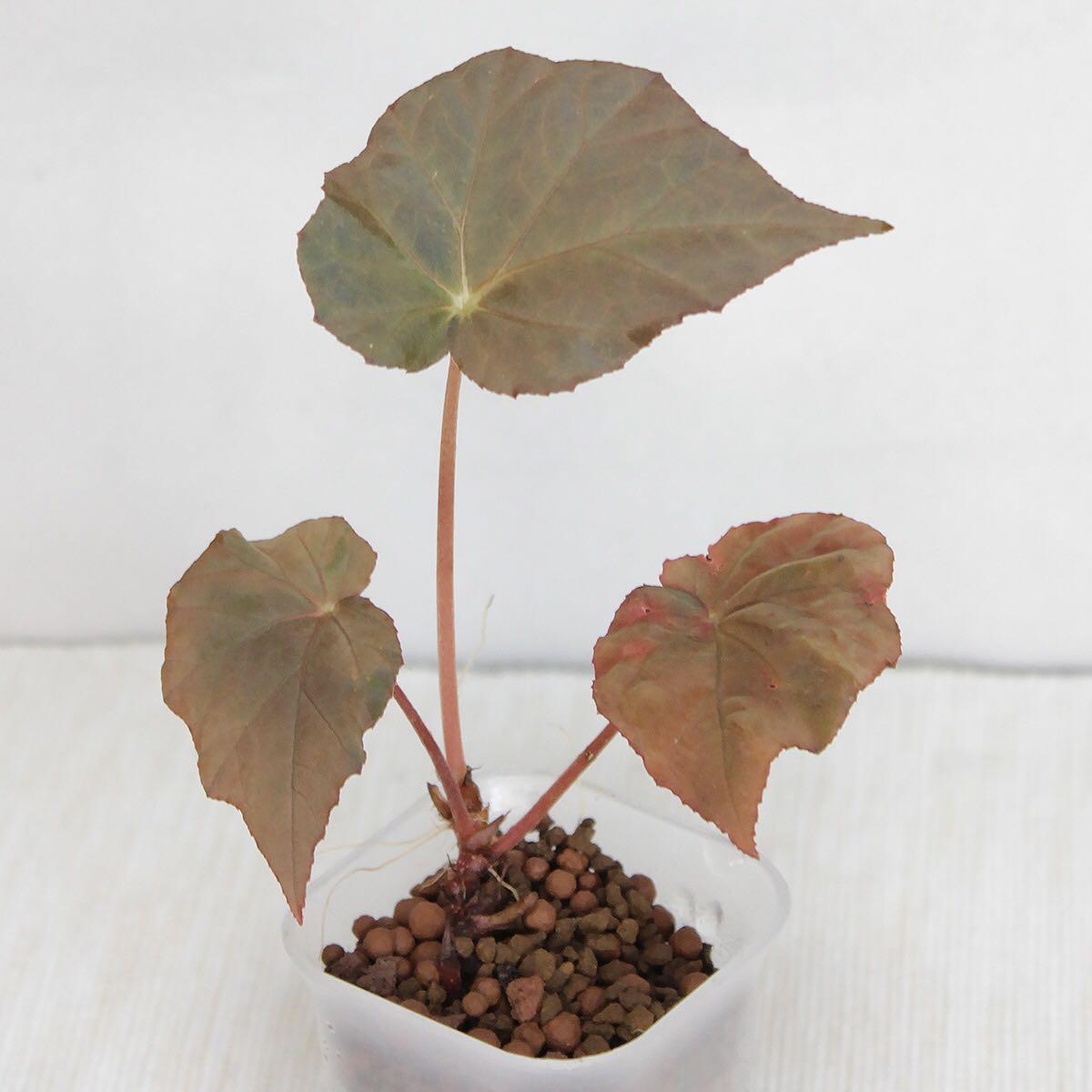 Begonia Pavonina Furniture Home Living Gardening Plants Seeds On Carousell