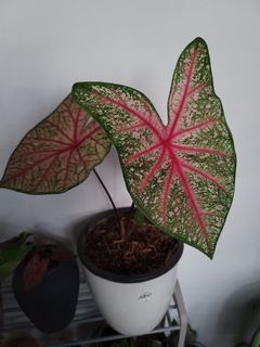 (Category: ) located in . Submitted by bc.garden (Listing ID 1145595727, Image 1). Description: .