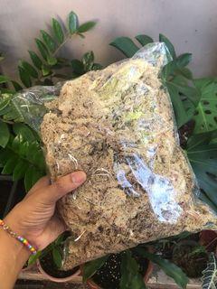 Dry Sphagnum Moss for plant live plant philodendron for carnivores plants
