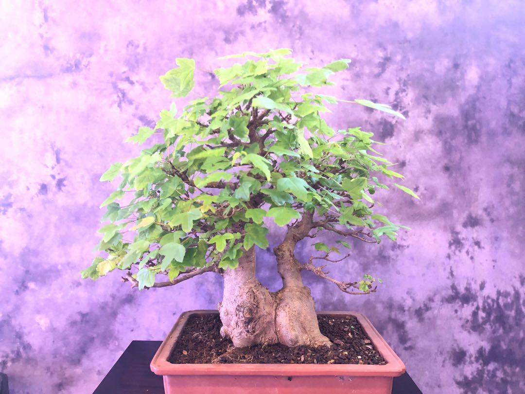 Japanese Trident Maple Bonsai, Furniture & Home Living, Gardening