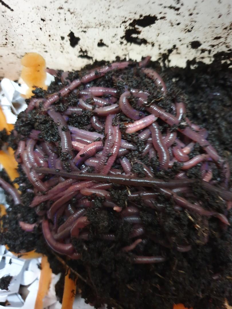 Live earthworm / worms baits for freshwater fishing or gardening, Sports  Equipment, Fishing on Carousell