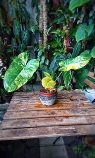 (Category: ) located in . Submitted by arepgarden (Listing ID 1145624600, Image 1). Description: .