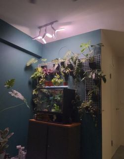 (Category: ) located in . Submitted by litoriacerulae (Listing ID 1145623462, Image 1). Description: .