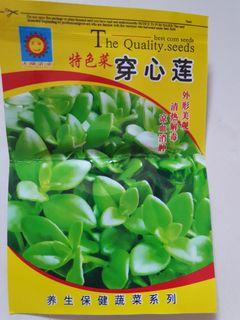 Plant seed