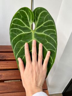 （分類：）位於 。 由 greenhouse.collection 提交（商品編號 1145811435，圖片 1）。簡介： 。