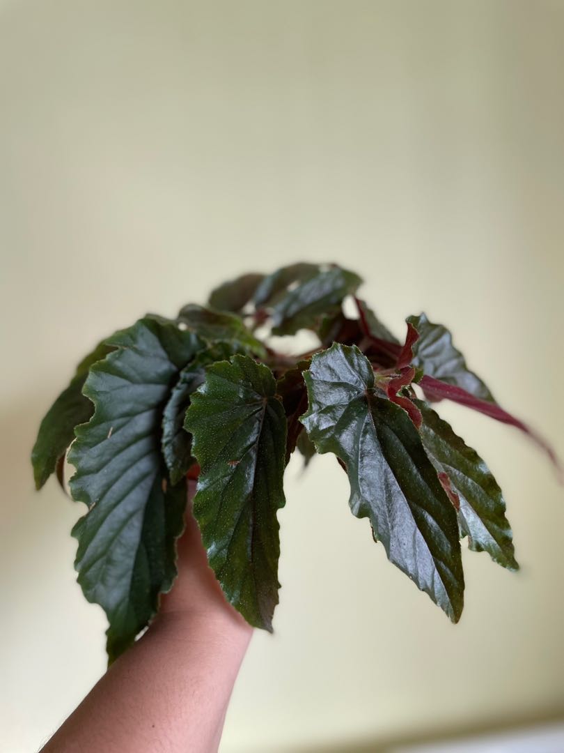 Begonia Ginny Galaxy Furniture Home Living Gardening Plants Seeds On Carousell