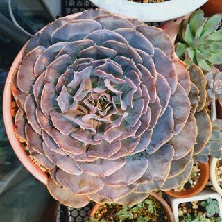 (Category: ) located in . Submitted by succulentworldsg (Listing ID 1145780322, Image 1). Description: .