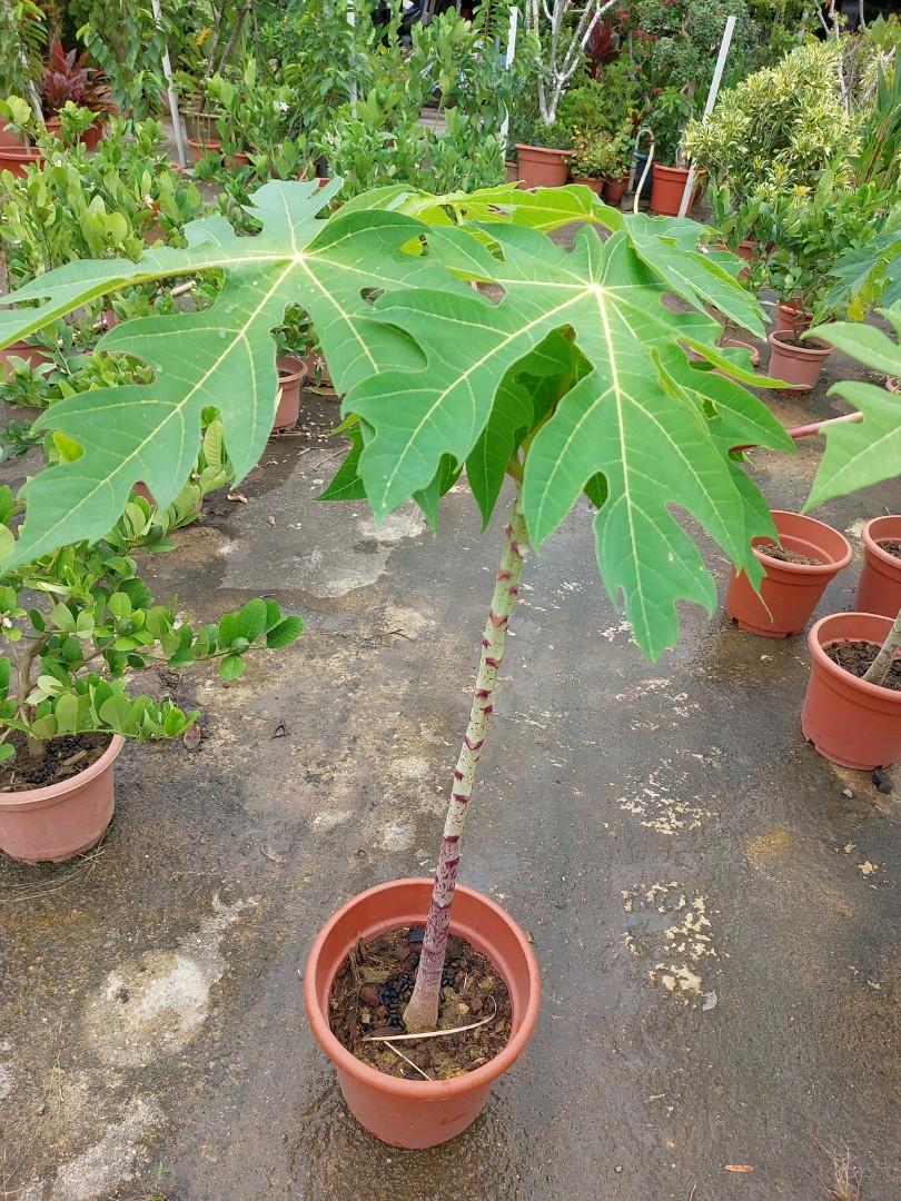 Golden Papaya Plant For Sale, Furniture & Home Living, Gardening