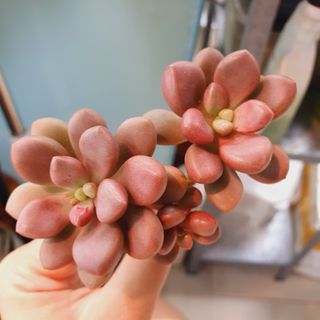 (Category: ) located in . Submitted by succulentworldsg (Listing ID 1145776482, Image 1). Description: .